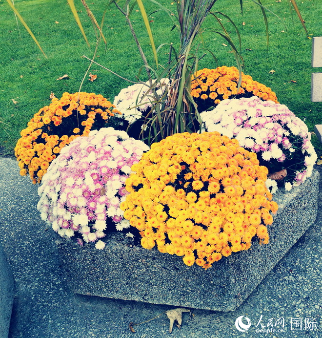 愛(ài)德華花園隨處可見(jiàn)的球形花壇。于世文 攝   