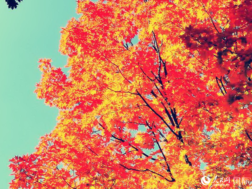 高地公園楓林區(qū)的令人驚艷的景色 。于世文  攝        