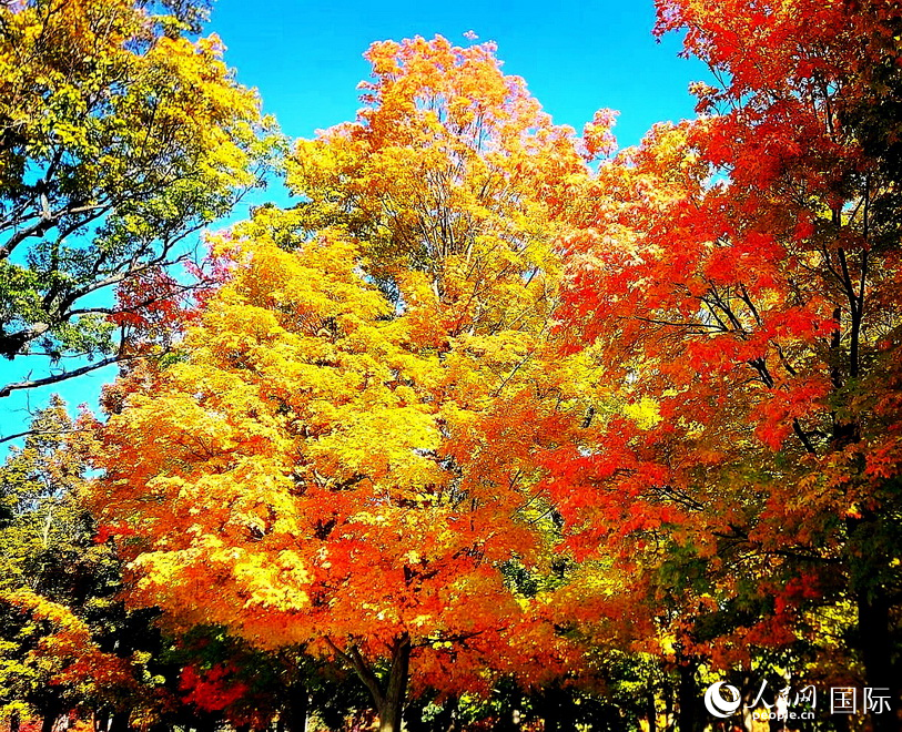 高地公園金楓閃光輝 。于世文 攝    