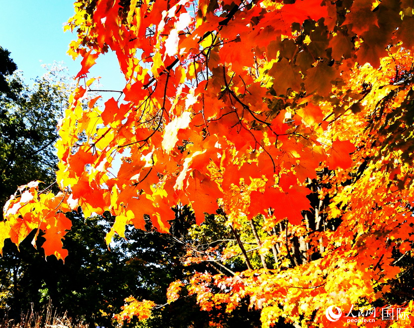 高地公園在微風(fēng)中搖曳的楓葉。于世文  攝   