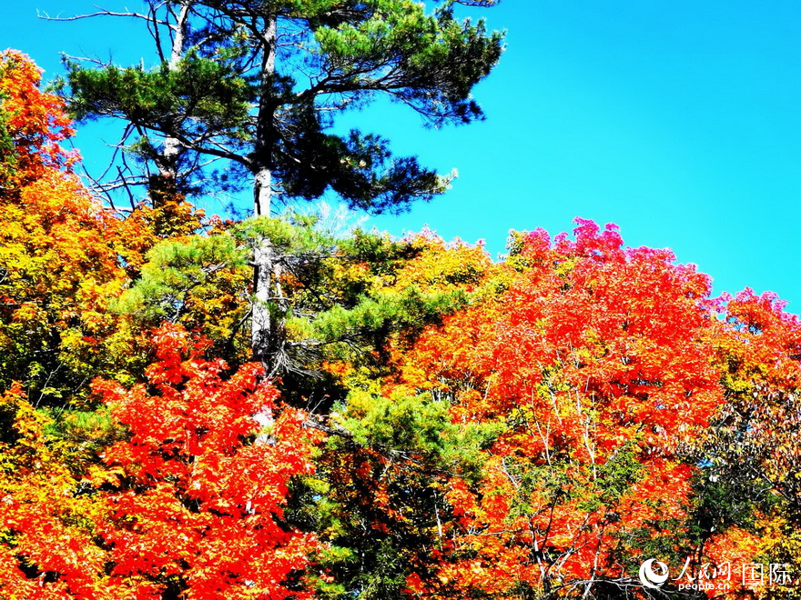 絢麗多彩醉楓景。于世文 攝   