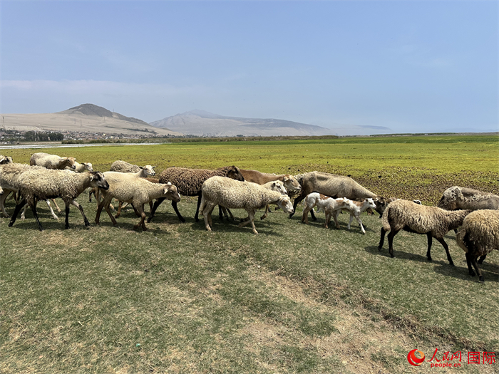 當(dāng)?shù)貢r間11月15日，羊群在錢凱港附近的圣羅莎濕地棲息。人民網(wǎng)記者 周雨攝