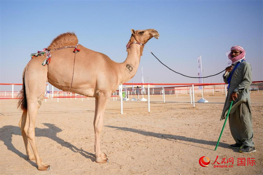一頭駱駝在參賽。人民網(wǎng)塔里克·易卜拉欣攝