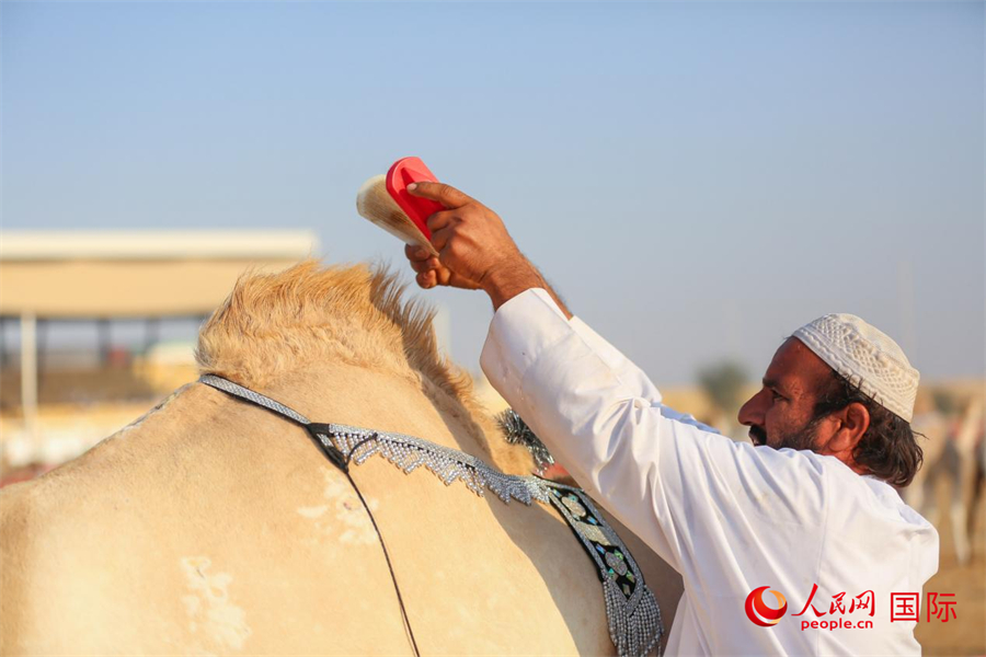 一名選手在給駱駝梳毛。人民網(wǎng)塔里克·易卜拉欣攝