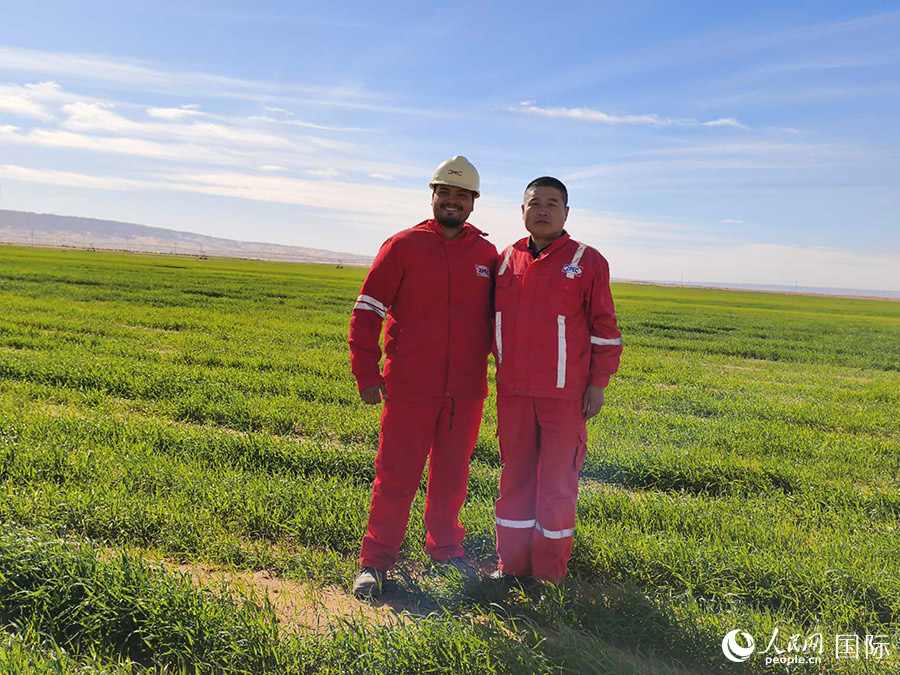 昔日的不毛之地，如今種上了綠油油的麥子。人民網(wǎng)記者 黃培昭攝