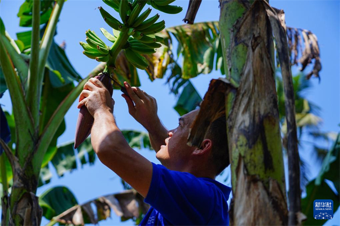 12月23日，中國(guó)熱帶農(nóng)業(yè)科學(xué)院專(zhuān)家趙增賢在斯里蘭卡馬坎杜拉為當(dāng)?shù)剞r(nóng)戶(hù)做技術(shù)示范。新華社記者 陳冬書(shū) 攝