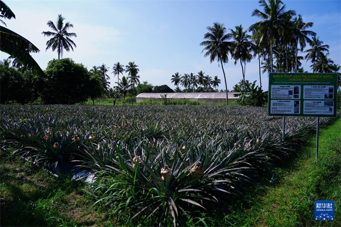 這是12月23日在斯里蘭卡馬坎杜拉拍攝的中國(guó)技術(shù)試驗(yàn)田菠蘿田。新華社記者 陳冬書(shū) 攝