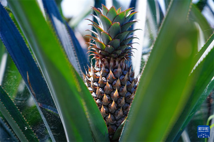 這是12月23日在斯里蘭卡馬坎杜拉拍攝的中國(guó)技術(shù)試驗(yàn)田里的菠蘿。新華社記者 陳冬書(shū) 攝