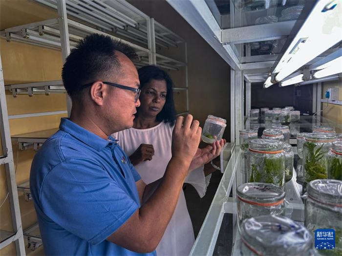 12月23日，在斯里蘭卡馬坎杜拉，中國(guó)專(zhuān)家與斯里蘭卡馬坎杜拉可持續(xù)農(nóng)業(yè)與發(fā)展研究中心主任達(dá)莎妮·賈亞曼納交流。新華社發(fā)（中國(guó)、聯(lián)合國(guó)糧農(nóng)組織與斯里蘭卡南南合作項(xiàng)目專(zhuān)家組供圖）