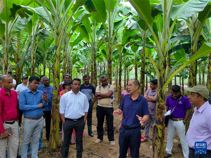 10月10日，在斯里蘭卡霍勒訥的一處香蕉示范基地，中國(guó)、聯(lián)合國(guó)糧農(nóng)組織與斯里蘭卡南南合作項(xiàng)目中國(guó)專(zhuān)家組組長(zhǎng)孫德權(quán)為當(dāng)?shù)剞r(nóng)民進(jìn)行技術(shù)培訓(xùn)。新華社發(fā)（中國(guó)、聯(lián)合國(guó)糧農(nóng)組織與斯里蘭卡南南合作項(xiàng)目專(zhuān)家組供圖）
