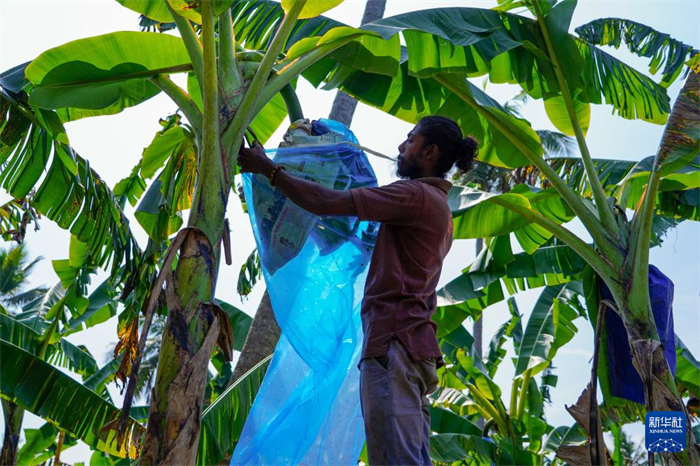 12月23日，在斯里蘭卡馬坎杜拉，農(nóng)民在香蕉試驗(yàn)田里學(xué)習(xí)套袋技術(shù)。新華社記者 陳冬書(shū) 攝