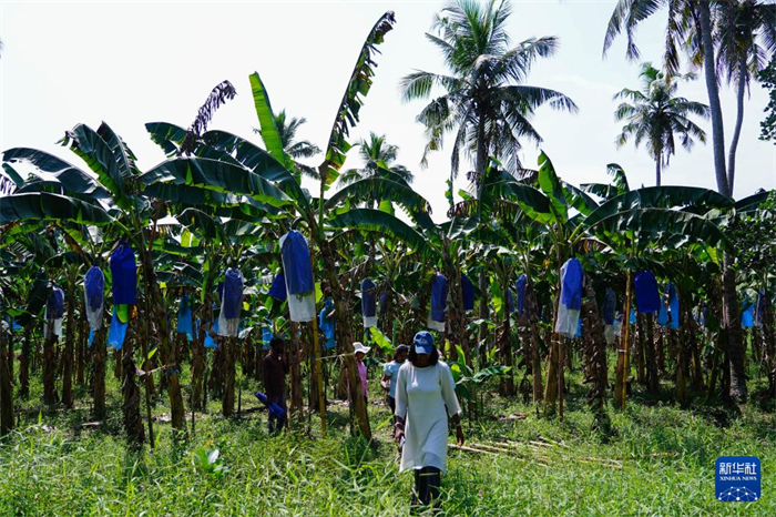 12月23日，在斯里蘭卡馬坎杜拉，農(nóng)民走過(guò)中國(guó)技術(shù)試驗(yàn)田香蕉田。新華社記者 陳冬書(shū) 攝