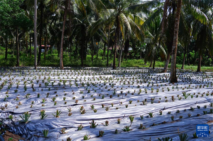 這是12月23日在斯里蘭卡馬坎杜拉拍攝的農(nóng)民里尚·普爾納的菠蘿田。新華社記者 陳冬書(shū) 攝