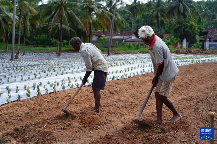12月23日，斯里蘭卡馬坎杜拉的農(nóng)民在菠蘿田地里勞作。新華社記者 陳冬書(shū) 攝