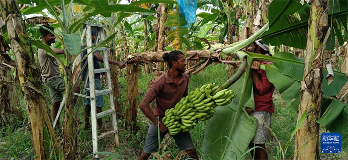 12月28日，在斯里蘭卡馬坎杜拉，當(dāng)?shù)剞r(nóng)民收獲香蕉。新華社發(fā)（中國(guó)、聯(lián)合國(guó)糧農(nóng)組織與斯里蘭卡南南合作項(xiàng)目專(zhuān)家組供圖）