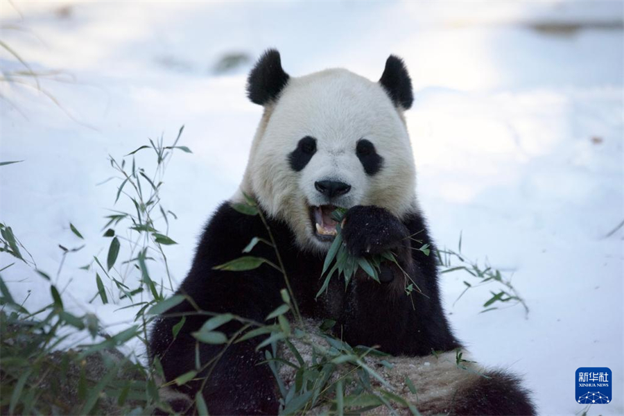1月9日，在美國華盛頓國家動物園，大熊貓“寶力”在熊貓館的院落里吃竹子。新華社記者 鄧仙來 攝