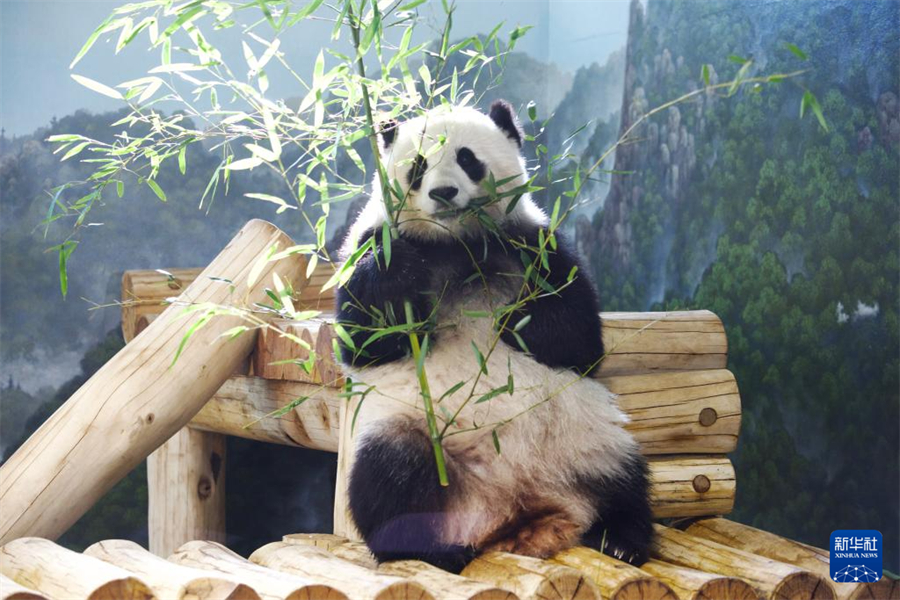 1月9日，在美國華盛頓國家動物園，大熊貓“青寶”在熊貓館館舍里吃竹子。新華社記者 鄧仙來 攝