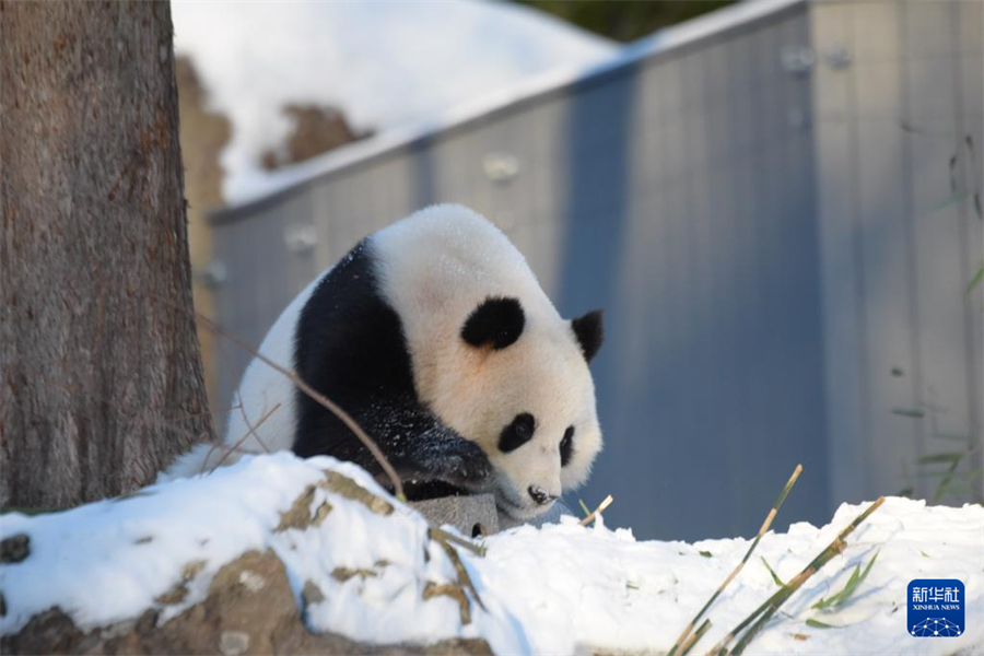 1月9日，在美國華盛頓國家動(dòng)物園，大熊貓“青寶”在熊貓館的院落里活動(dòng)。新華社記者 鄧仙來 攝