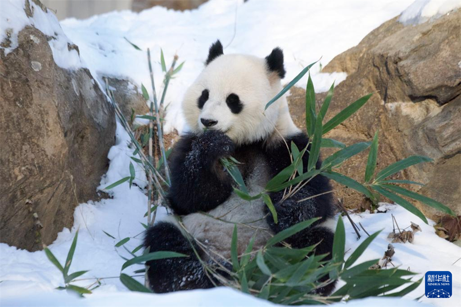 1月9日，在美國華盛頓國家動物園，大熊貓“青寶”在熊貓館的院落里吃竹子。新華社記者 鄧仙來 攝