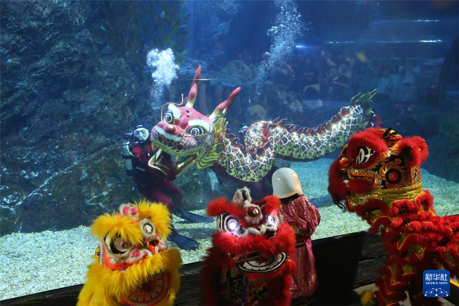 1月16日，在泰國(guó)曼谷暹羅海洋世界，潛水員在水下表演舞龍。新華社發(fā)（拉亨攝）