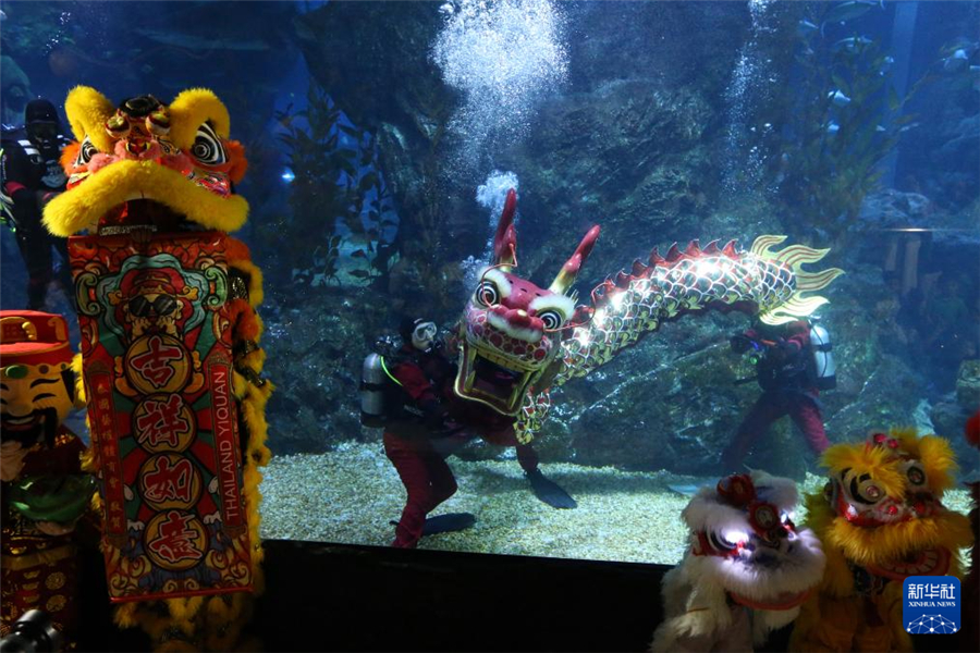 1月16日，在泰國曼谷暹羅海洋世界，潛水員在水下表演舞龍。新華社發(fā)（拉亨攝）