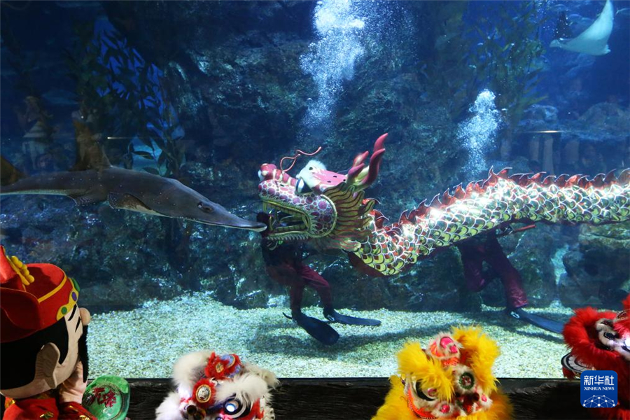 1月16日，在泰國曼谷暹羅海洋世界，潛水員在水下表演舞龍。新華社發(fā)（拉亨攝）