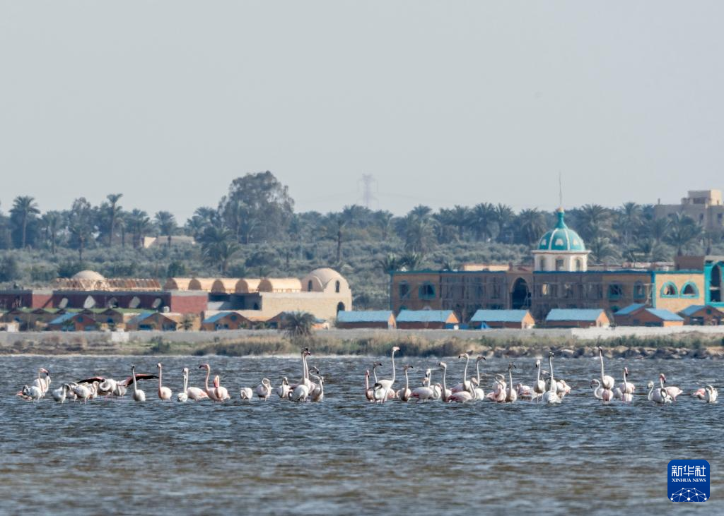 這是2月22日在埃及法尤姆省加龍湖拍攝的火烈鳥。新華社記者 劉旻昊 攝