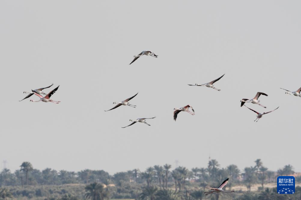 這是2月22日在埃及法尤姆省加龍湖拍攝的火烈鳥(niǎo)。新華社記者 劉旻昊 攝