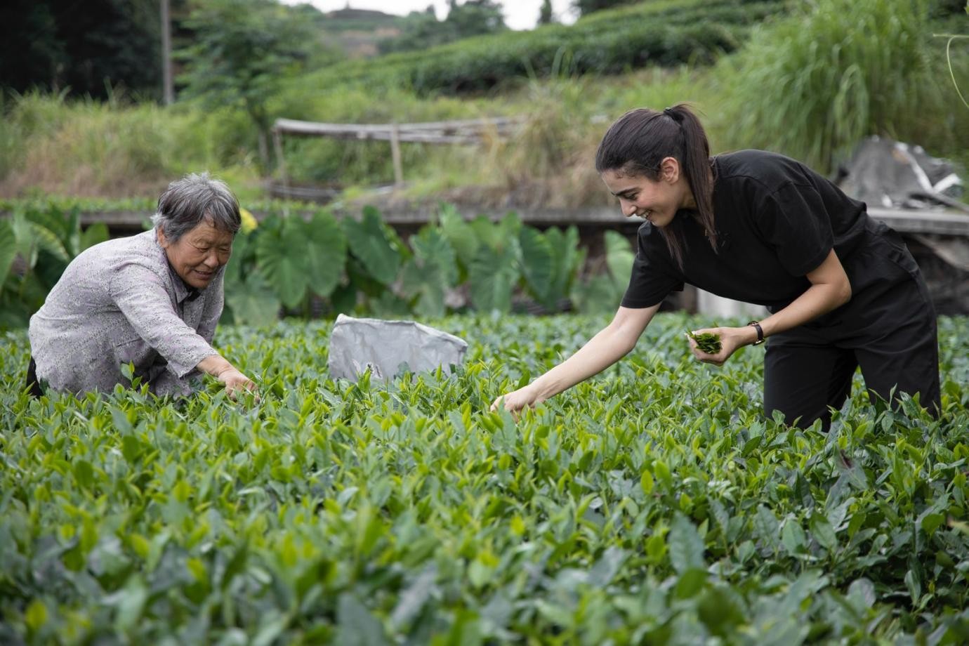 卡友琪在福建采茶。受訪者供圖