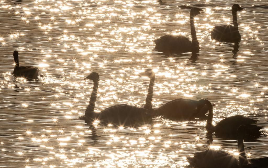 遷徙中的苔原天鵝