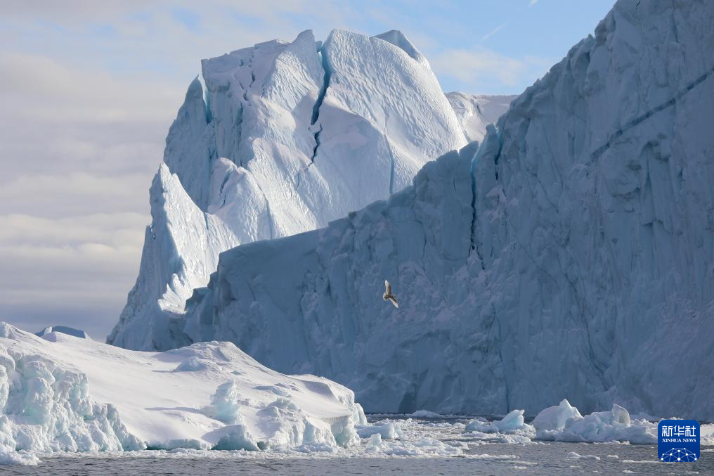 3月22日，在丹麥自治領(lǐng)地格陵蘭島迪斯科灣，一只海鳥從冰山旁飛過(guò)。新華社記者 趙丁喆 攝