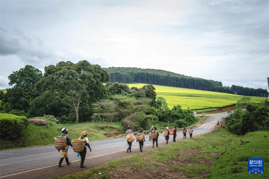 4月5日，農(nóng)民走向肯尼亞凱里喬的茶田采茶。新華社記者 王冠森 攝