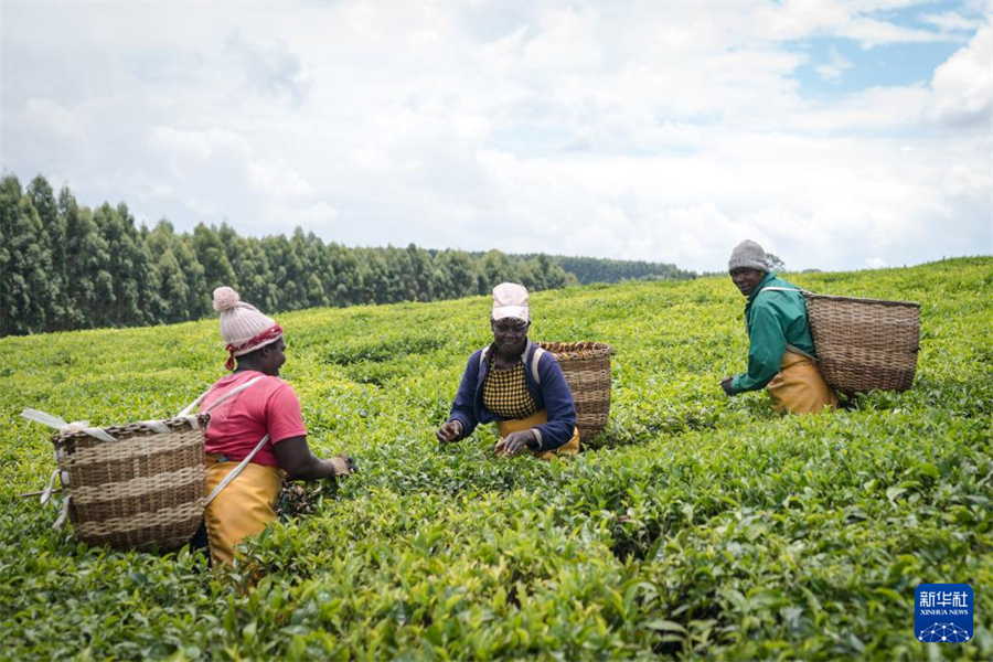 4月4日，農(nóng)民在肯尼亞凱里喬的茶田采茶。新華社記者 王冠森 攝