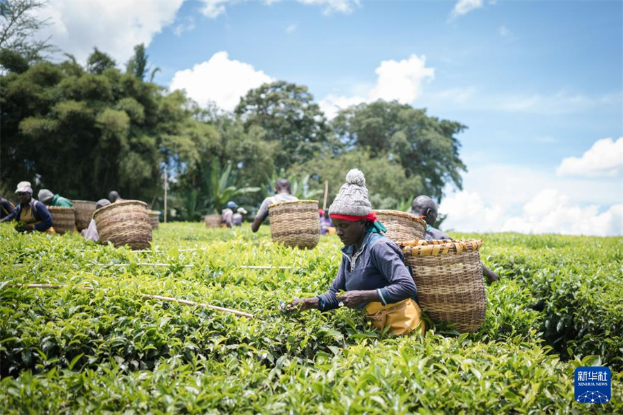 4月4日，農(nóng)民在肯尼亞凱里喬的茶田采茶。新華社記者 王冠森 攝