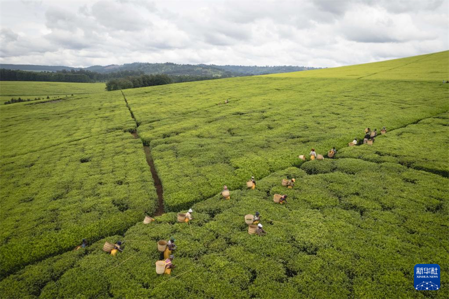 4月5日，農(nóng)民在肯尼亞凱里喬的茶田采茶（無(wú)人機(jī)照片）。新華社記者 王冠森 攝