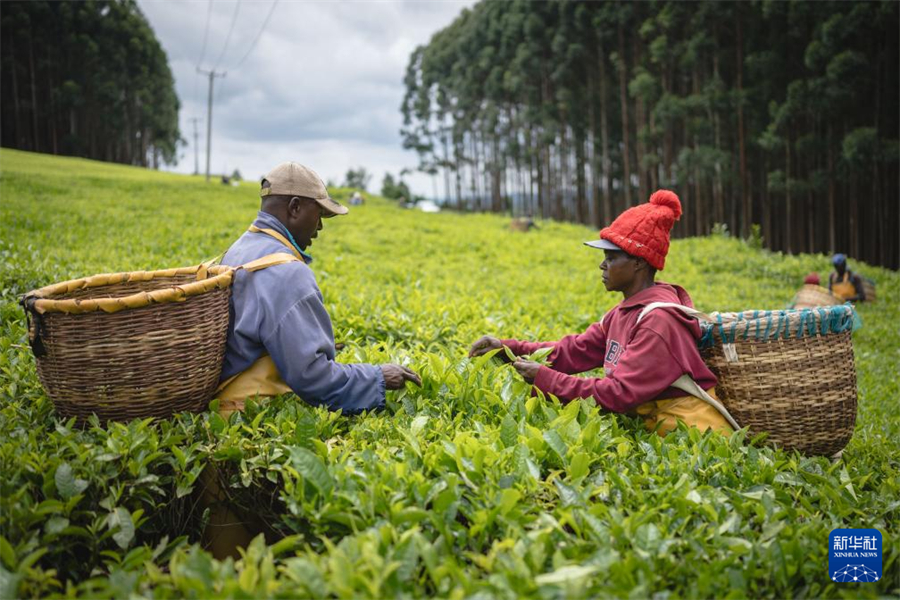 4月5日，農(nóng)民在肯尼亞凱里喬的茶田采茶。新華社記者 王冠森 攝