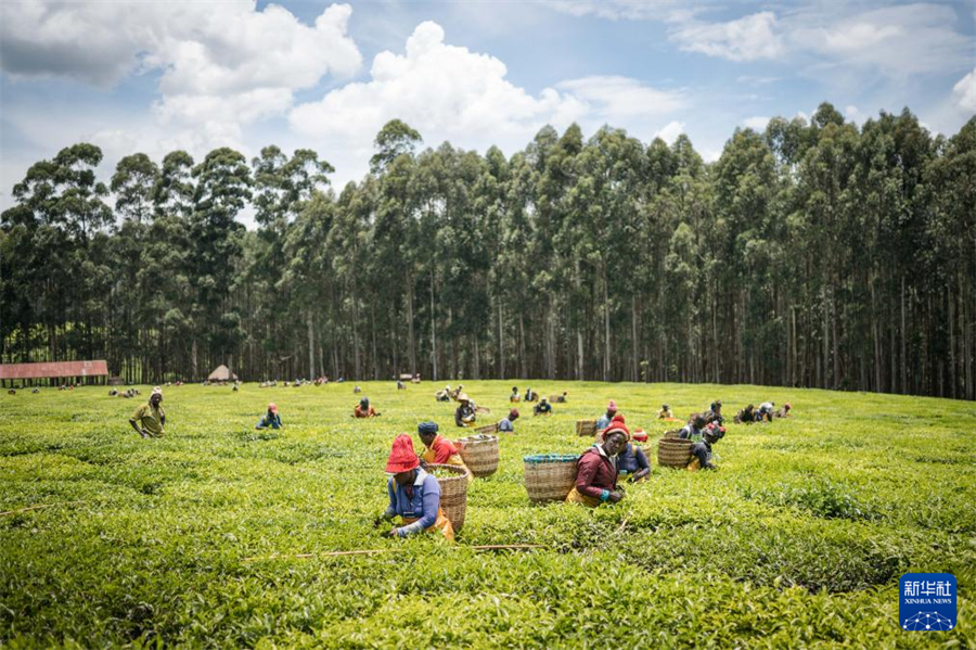 4月4日，農(nóng)民在肯尼亞凱里喬的茶田采茶。新華社記者 王冠森 攝