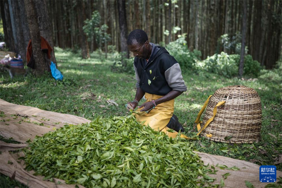 4月4日，農(nóng)民在肯尼亞凱里喬的茶田挑揀茶葉。新華社記者 王冠森 攝