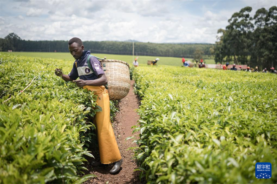 4月4日，農(nóng)民在肯尼亞凱里喬的茶田采茶。新華社記者 王冠森 攝