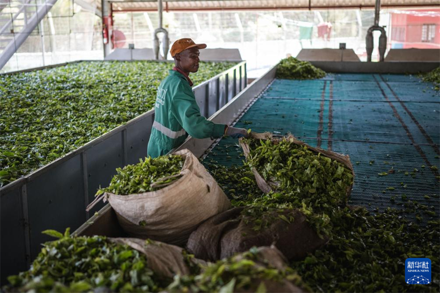 4月4日，工人在肯尼亞凱里喬的一處茶廠搬運茶葉。新華社記者 王冠森 攝