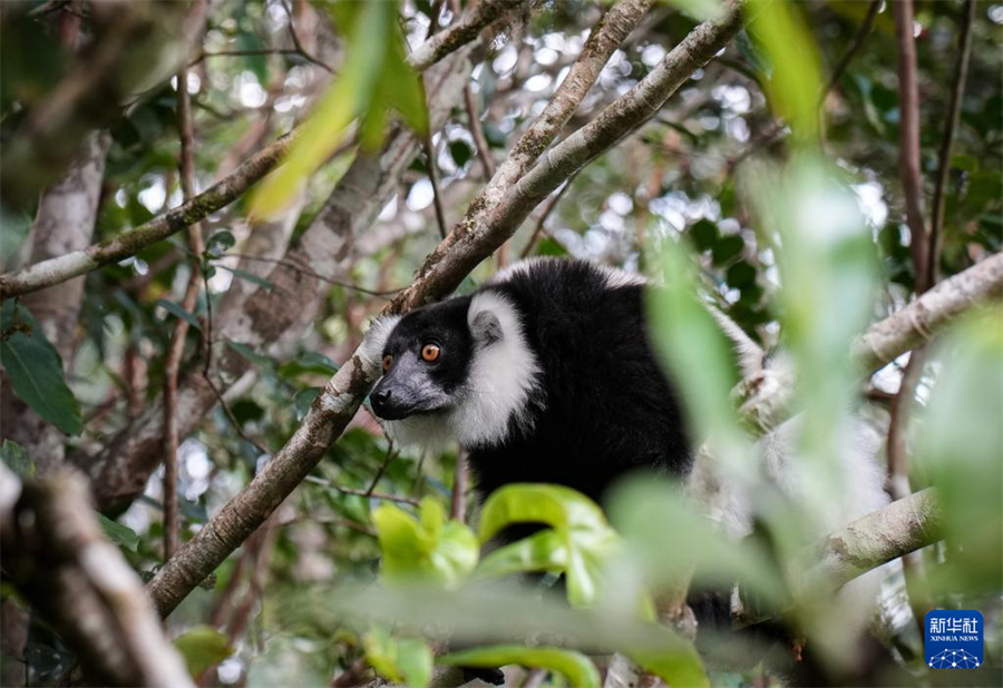 這是3月29日在馬達(dá)加斯加安達(dá)西貝私人保護(hù)區(qū)拍攝的領(lǐng)狐猴。新華社記者 李亞輝 攝