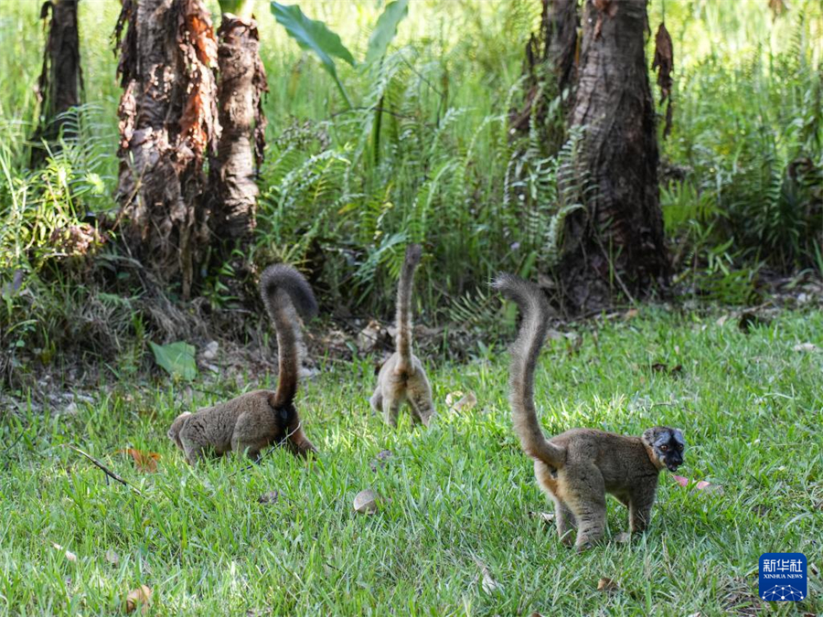 這是3月29日在馬達(dá)加斯加安達(dá)西貝私人保護(hù)區(qū)拍攝的褐狐猴。新華社記者 李亞輝 攝