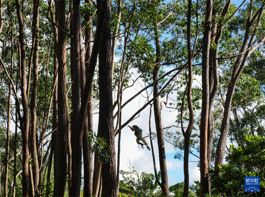 3月29日，在馬達(dá)加斯加安達(dá)西貝私人保護(hù)區(qū)，一只狐猴飛躍在樹林中。新華社記者 李亞輝 攝