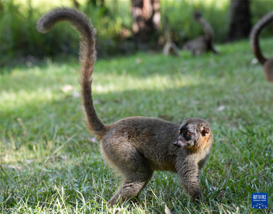 這是3月29日在馬達加斯加安達西貝私人保護區(qū)拍攝的褐狐猴。新華社記者 李亞輝 攝