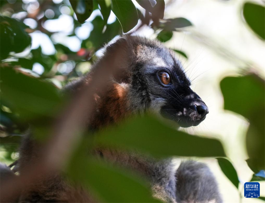 這是3月29日在馬達(dá)加斯加安達(dá)西貝私人保護(hù)區(qū)拍攝的褐狐猴。新華社記者 李亞輝 攝