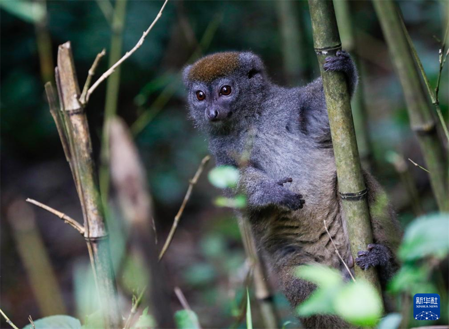 這是3月29日在馬達加斯加安達西貝森林公園拍攝的竹狐猴。新華社記者 李亞輝 攝