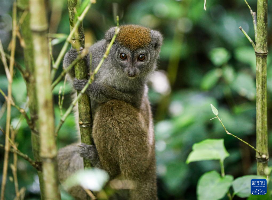 這是3月29日在馬達(dá)加斯加安達(dá)西貝森林公園拍攝的竹狐猴。新華社記者 李亞輝 攝