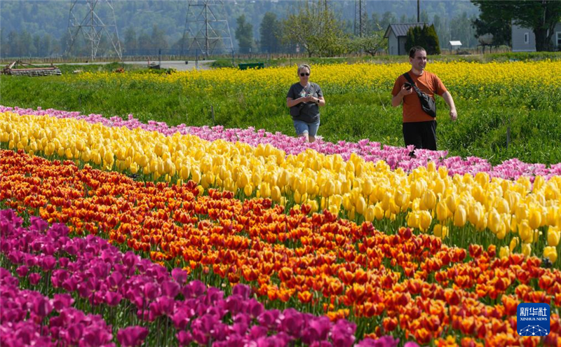 4月25日，在加拿大阿伯茨福德市，人們在郁金香田中漫步。新華社發(fā)（梁森攝）