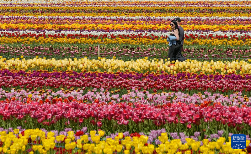 4月25日，在加拿大阿伯茨福德市，人們在郁金香田中漫步。新華社發(fā)（梁森攝）