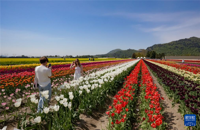 4月25日，在加拿大阿伯茨福德市，人們在郁金香田中留影。新華社發(fā)（梁森攝）